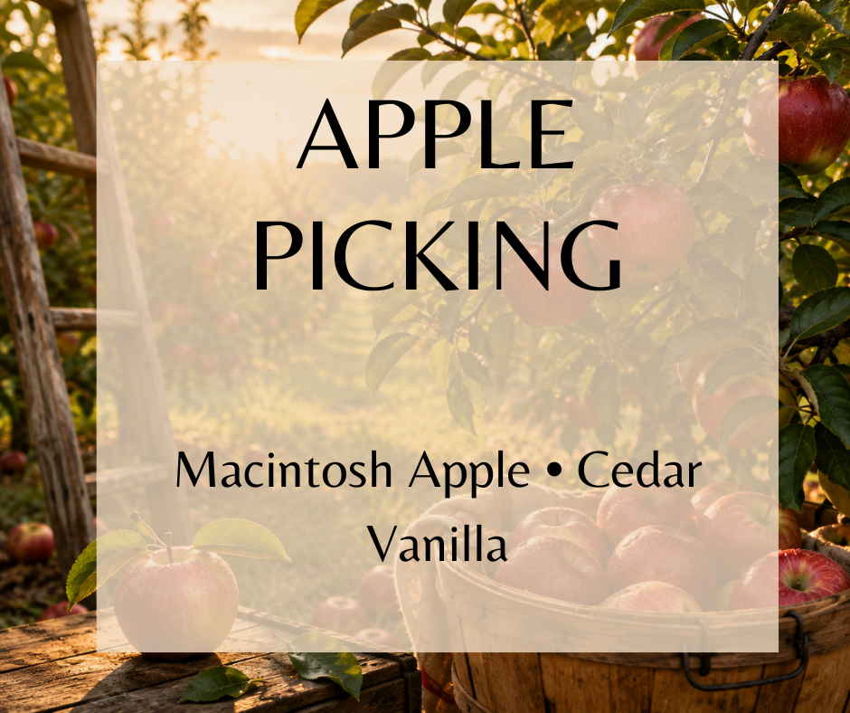 Apple Picking is a crisp autumn fragrance with fresh green leaves, tart Macintosh apples, cedar, and vanilla, capturing the experience of picking apples straight from the orchard. Available in Perfume Oil, Body Spray, Body Oil & Lotion