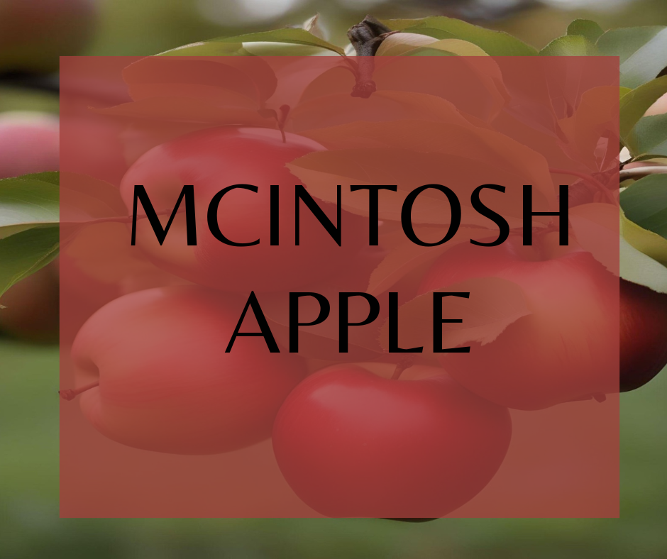 McIntosh Apple