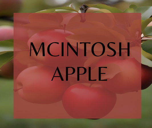 McIntosh Apple