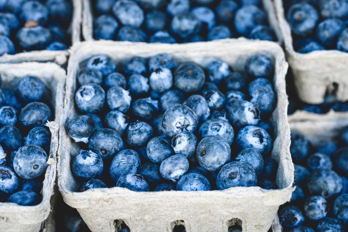 Fresh Picked Blueberry