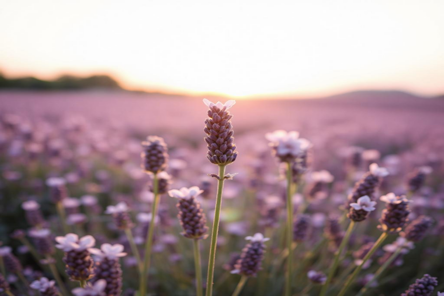 Lavender Musk - Inspired by Le Labo LAVENDER 31
