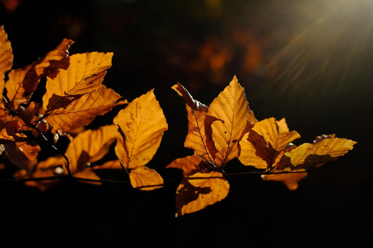 Autumn Night (BBW)