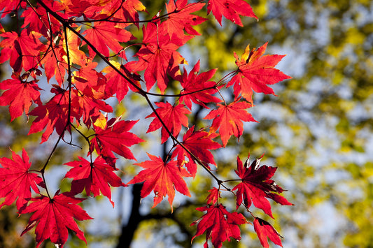 Radiant Red Maple
