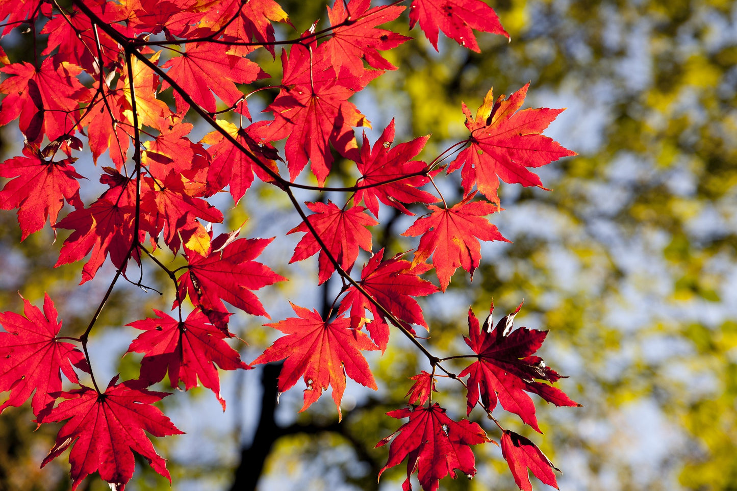 Radiant Red Maple (BBW)